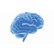 Brain Shaped Business Cards