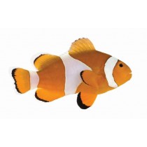 Fish Shaped Business Cards