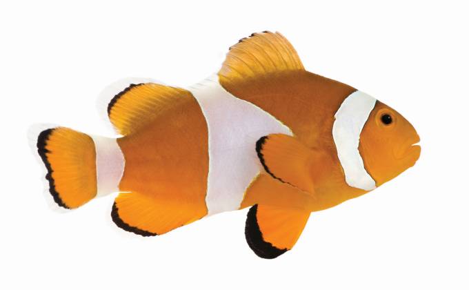 Fish shaped business cards